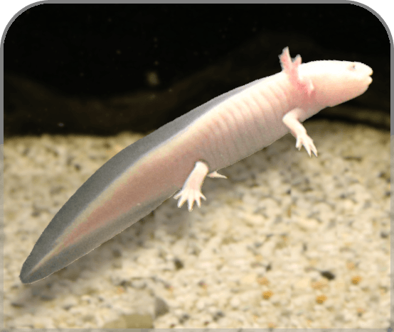 Axolotl Albino - Ambystoma mexicanum