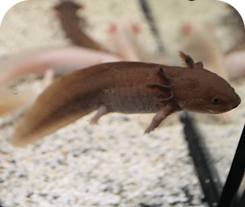 Axolotl Teddy - Ambystoma mexicanum