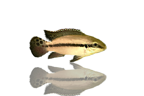 Lucano Zwergbuntbarsch - Enigmatochromis lucanusi