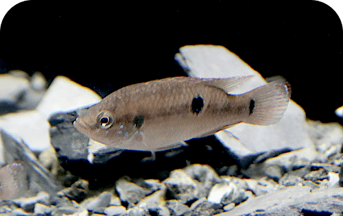 Roter Cichlide - Rubricatochromis Comoé