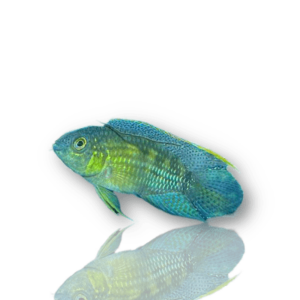 Goldkopf Nannacara Secret Fish