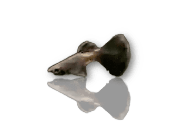 5x Guppy „Black Cobra“ DNZ – Poecilia reticulata